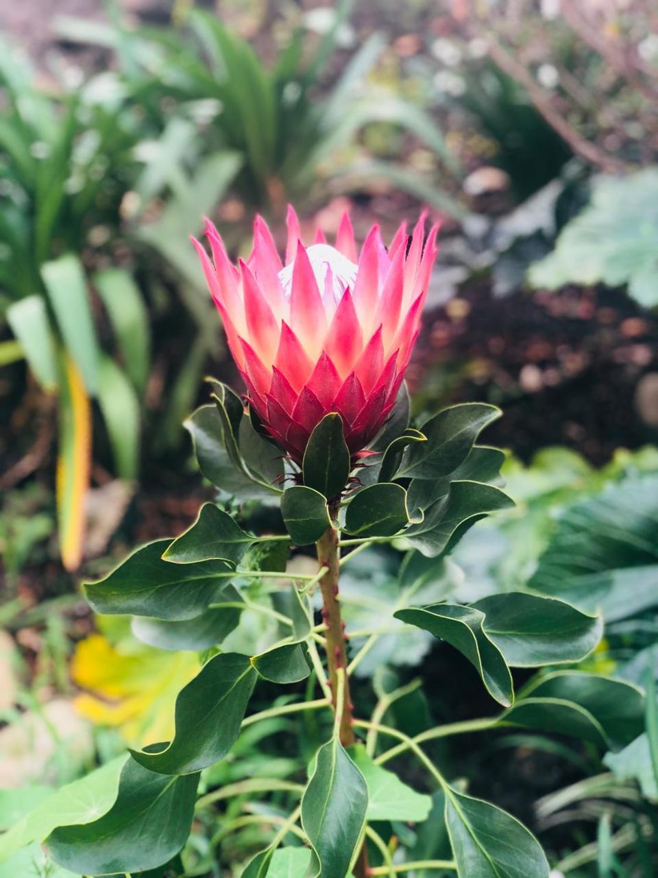 11 Protea Villa Knysna Luaran gambar